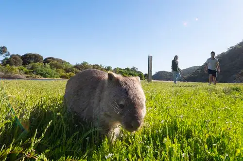 Wilsons Promontory tours