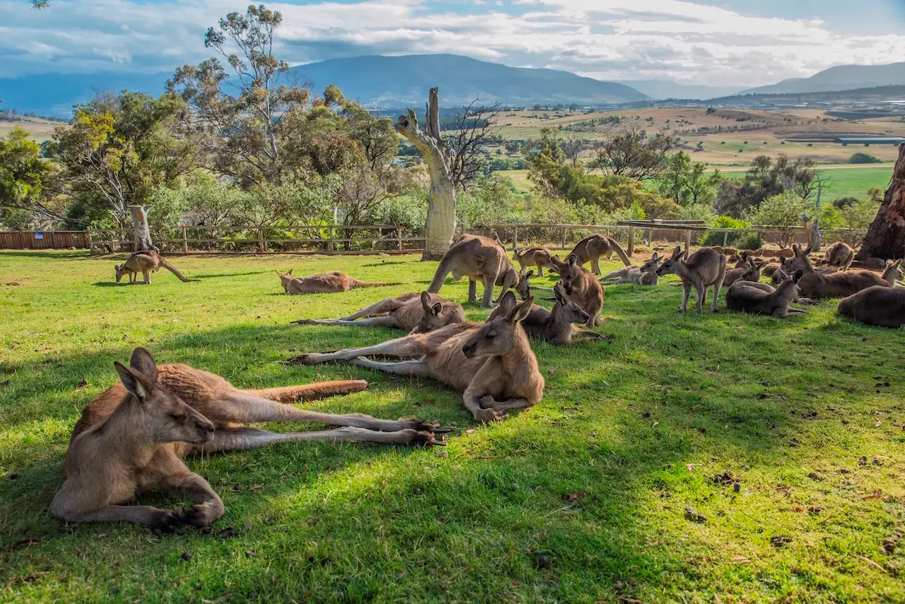 HERO Bonorong - Kangaroos.jpeg