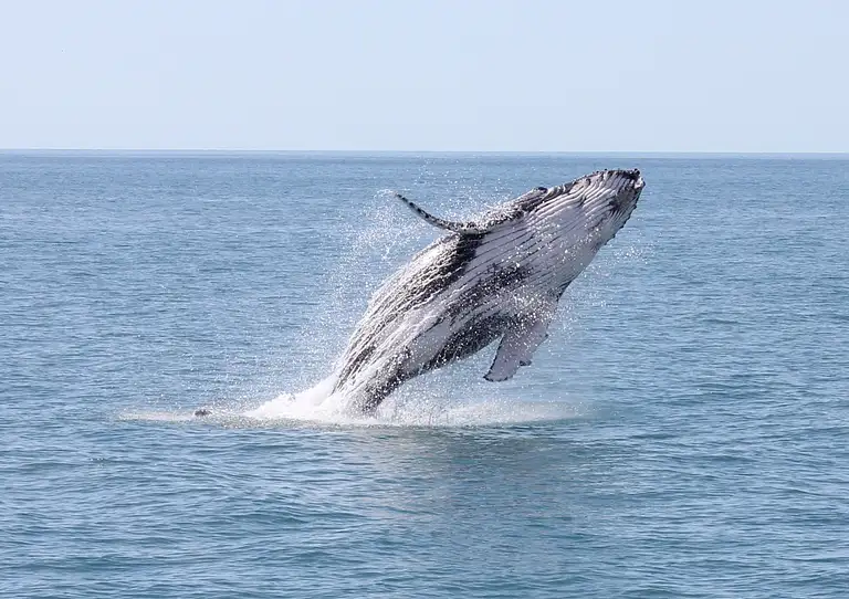 whale watch tour hervey bay