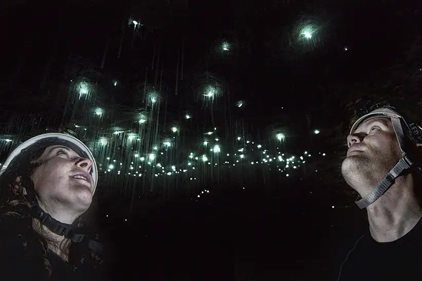 Glow worms new Zealand