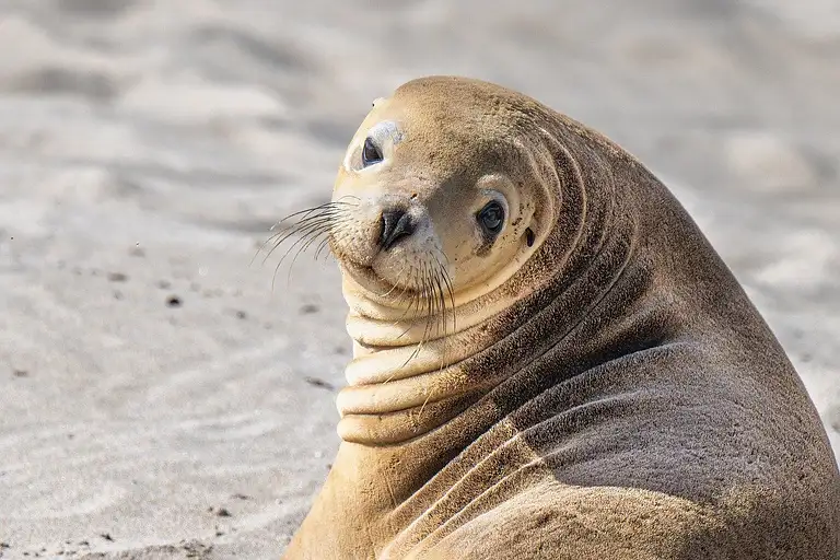 sea-lion-8232312_1280.jpg