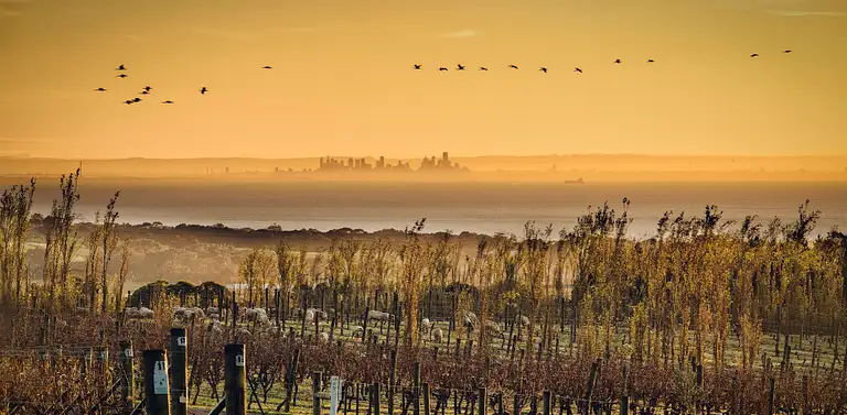 Bellarine Peninsula Wine Tasting & Lunch Platter Deals