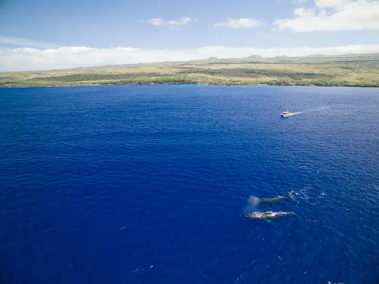 2 whales lavakai.jpg