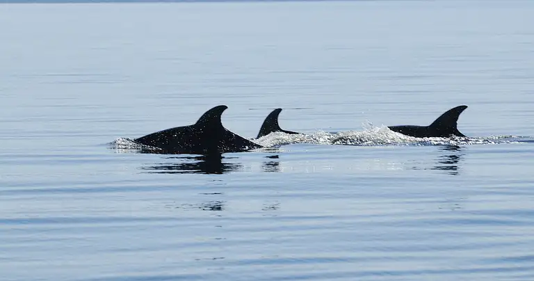 Tour deals in Victoria