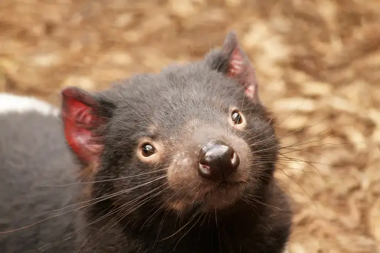 Tasmanian Devil Tour deals
