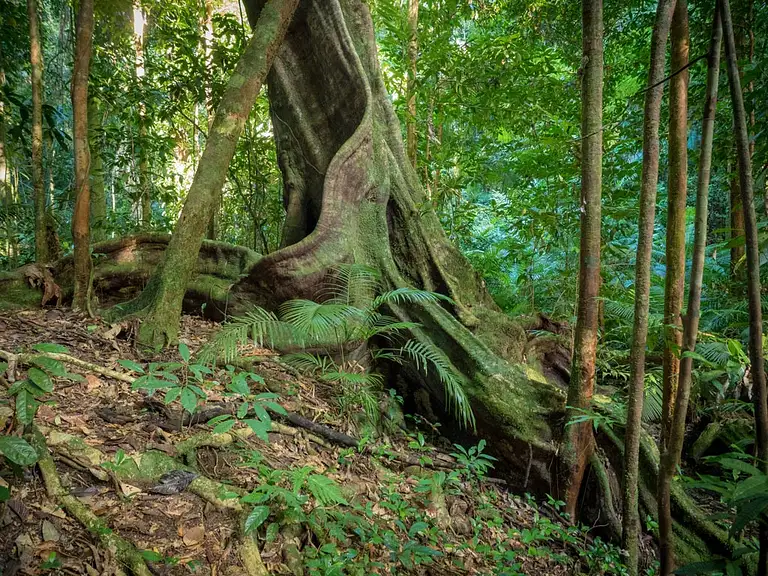 Daintree Afternoon and Nocturnal Tour