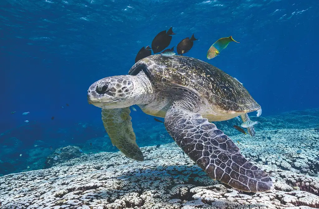 Flinders reef dive trip - sunshine coast