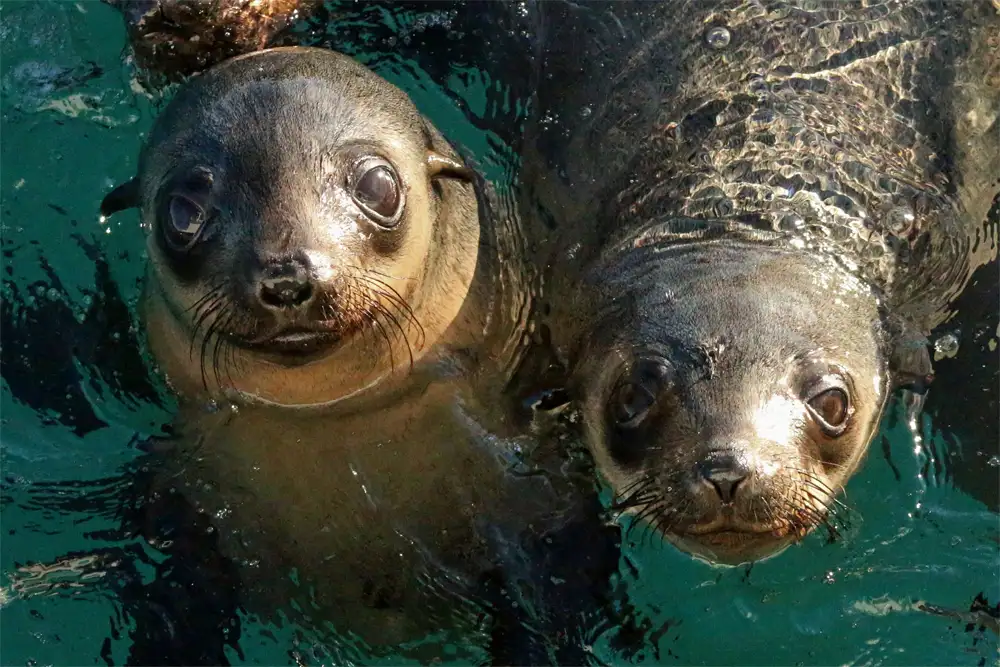 Phillip Island Seal Cruise