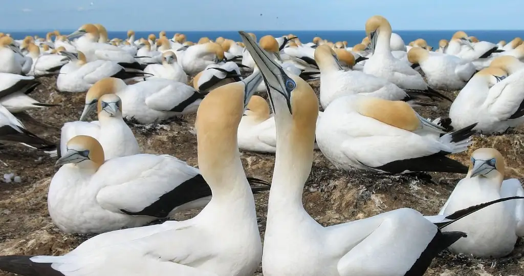 Muriwai Beach & Gannet Eco Tour