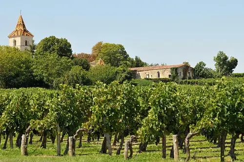 Chateaux and Terroirs on the Bordeaux Wine Roads | Guided Tour