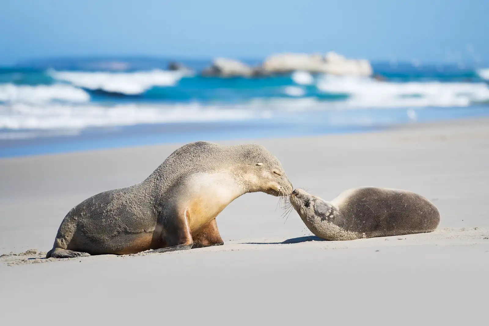 Adelaide Kangaroo Island Tour