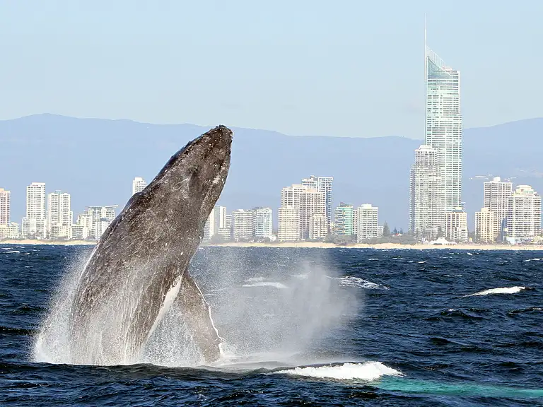 Luxury Whale watching experience