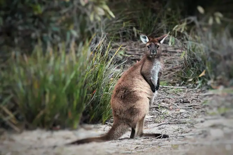 wildlife tour kangaroo island