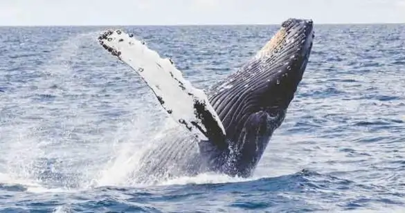 sydney nature & wildlife day trips