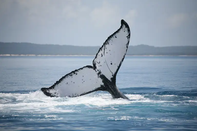 cheap whale watch hervey bay