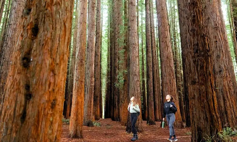 Puffing Billy & Redwood Forest Adventure