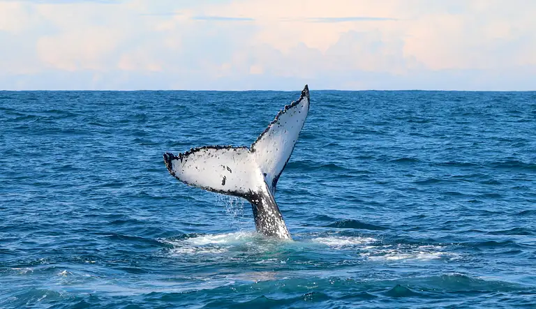 Whale discovery tour - Lake Macquarie