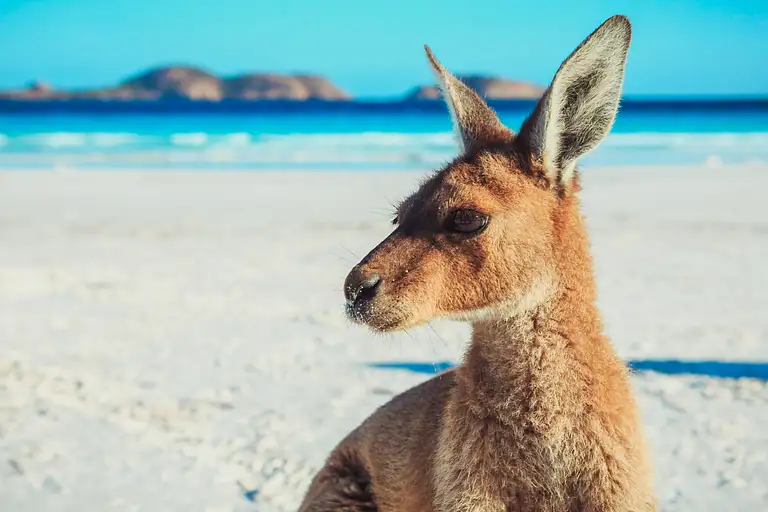 Western Australia deals