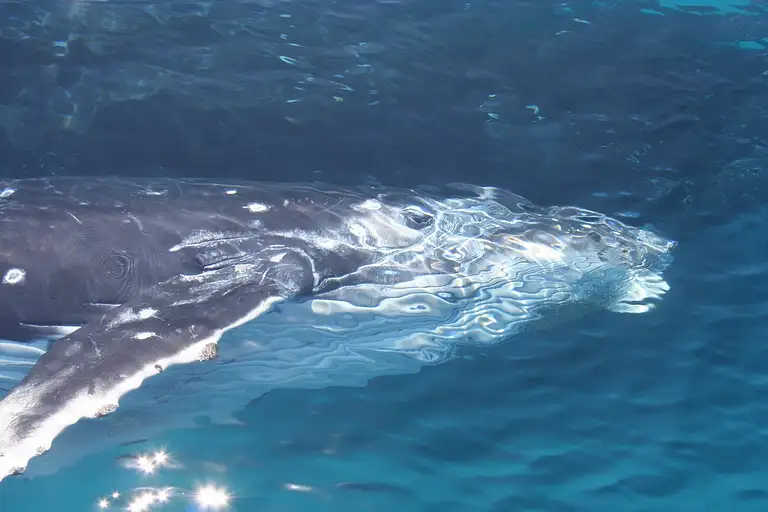 Brisbane Whale Watching Cruise deals