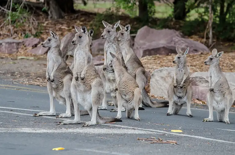 great ocean road tour from melbourne