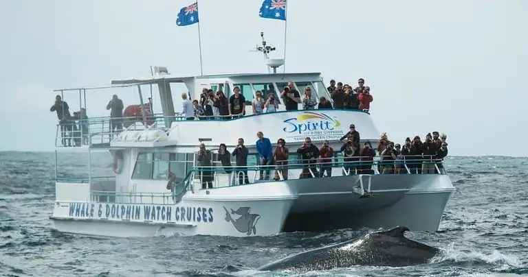 Port Stephens Whale Watching