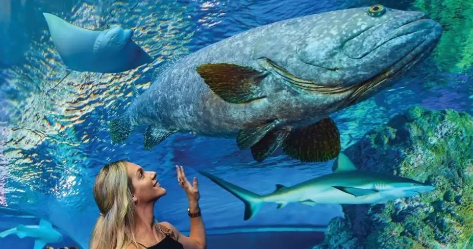 Cairns Aquarium Tickets