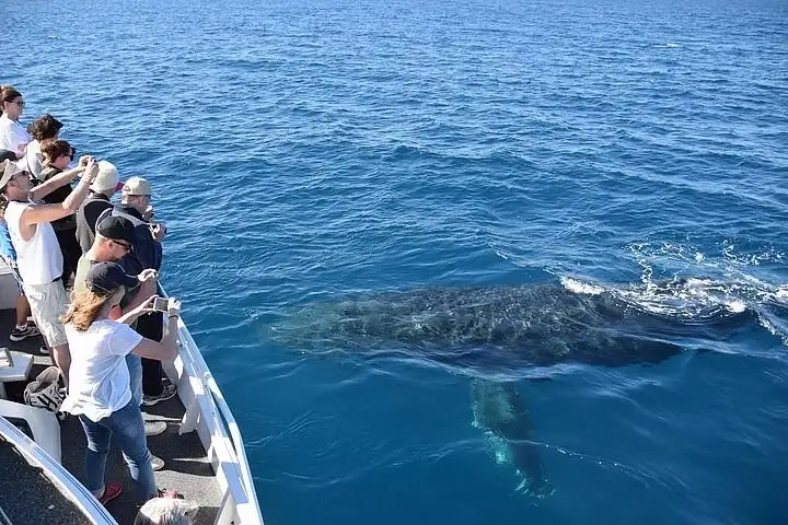 whale watching