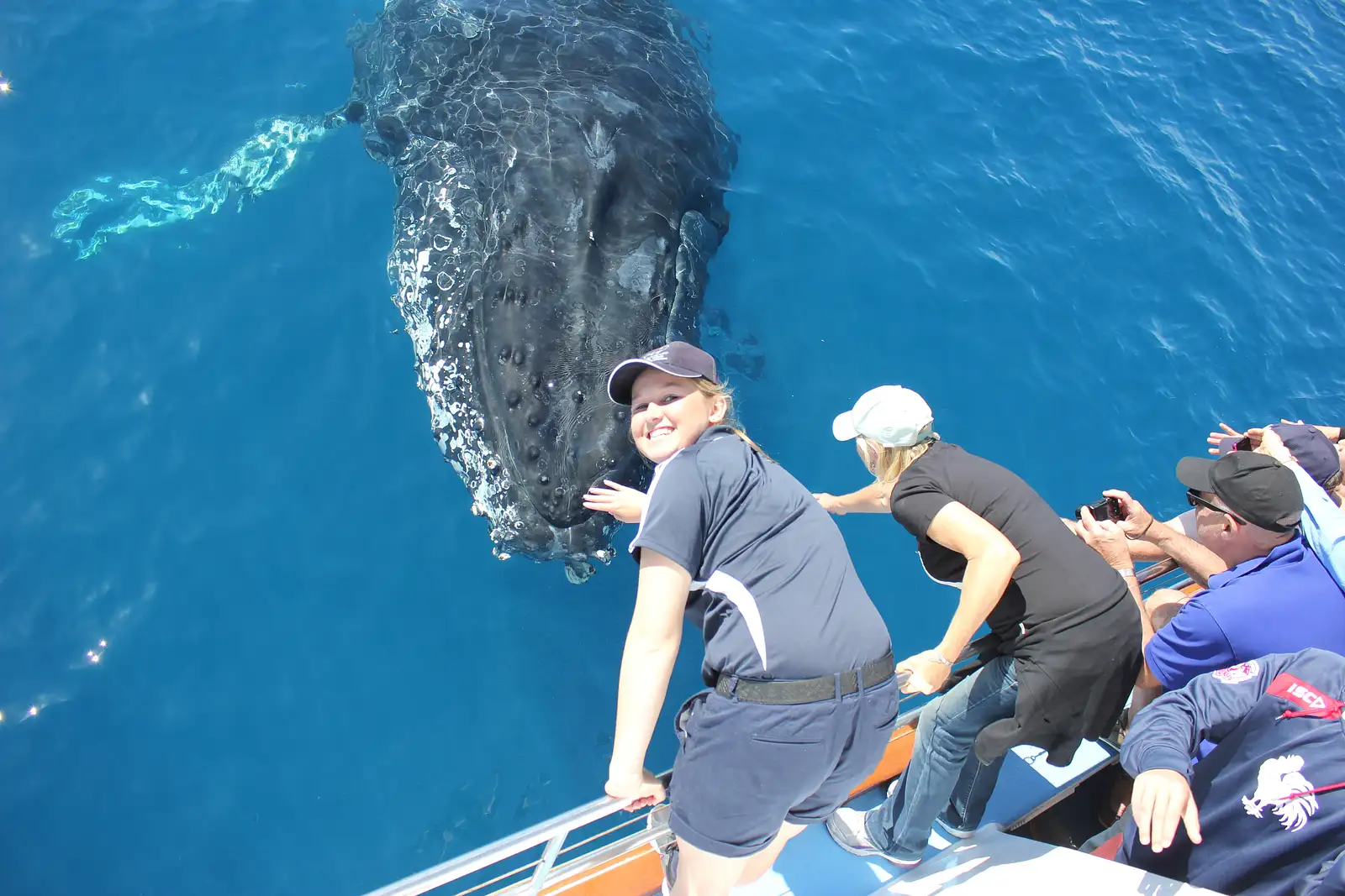 premium whale watching hervey bay