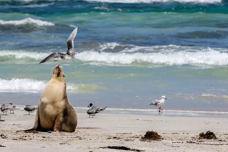 Kangaroo Island Day Tour