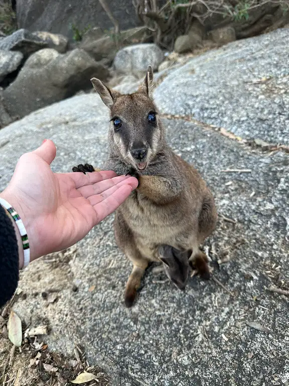 Wallaby Feeding Uncle Brians