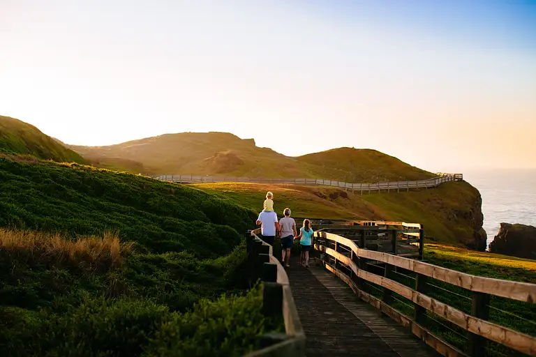 Little Penguins Returning at Sunset on Phillip Island