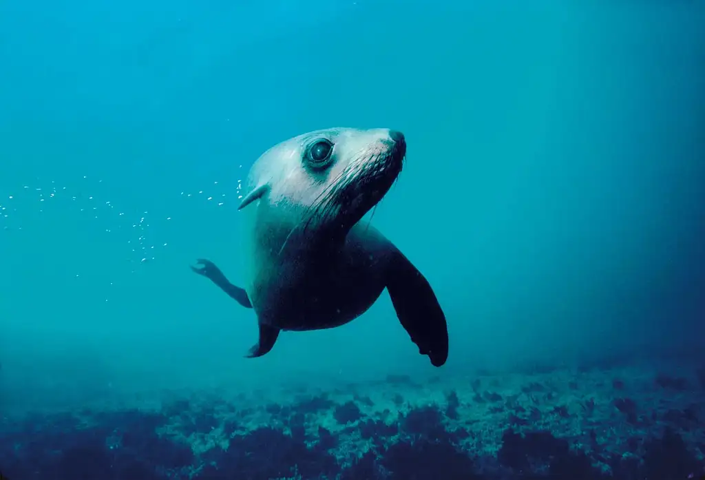 Seal Kayaking