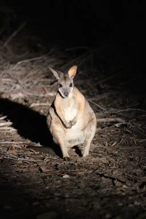 night tours kangaroo island