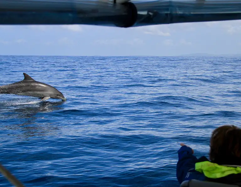 byron bay dolphin eco cruise