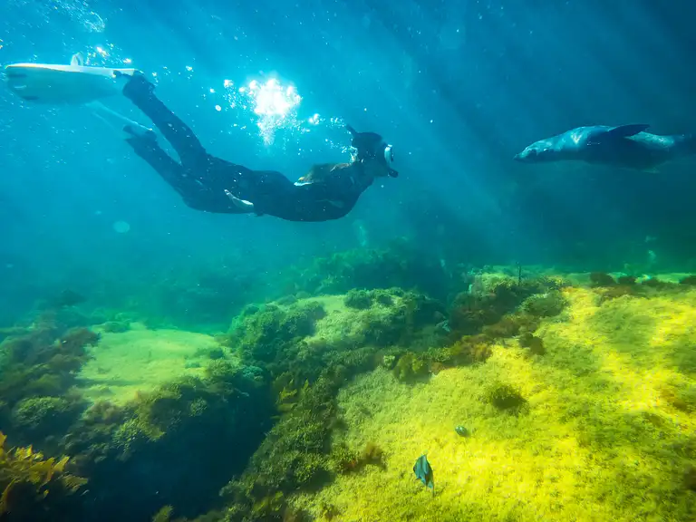 Kangaroo Island Snorkel Tour