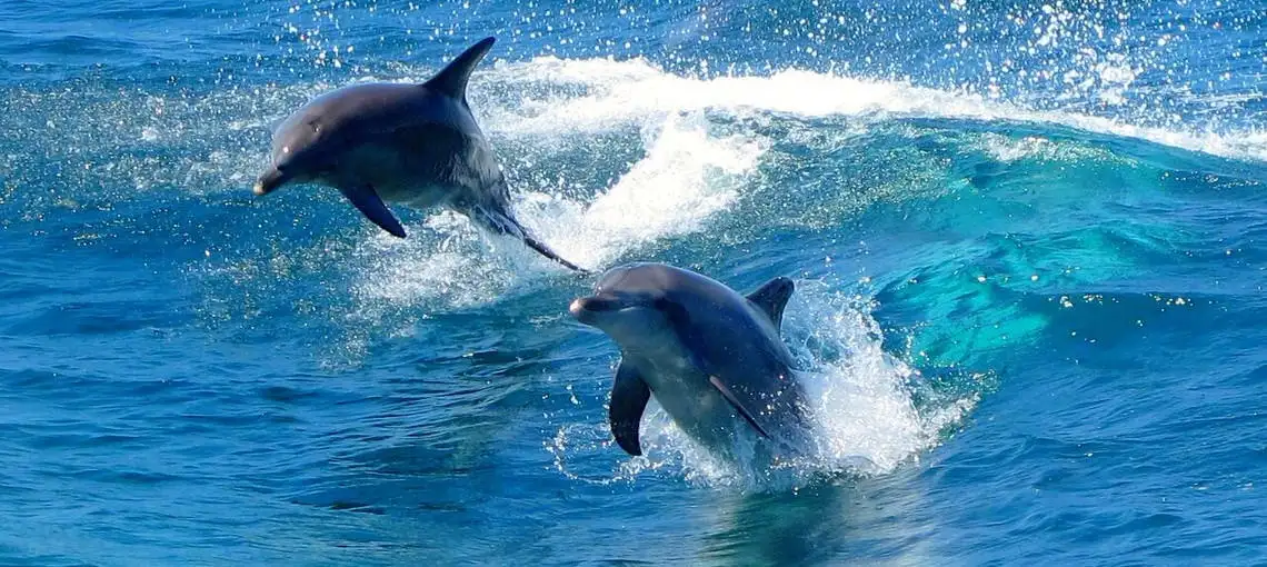 Port Stephen experience from Sydney with dolphin cruise & sand dunes