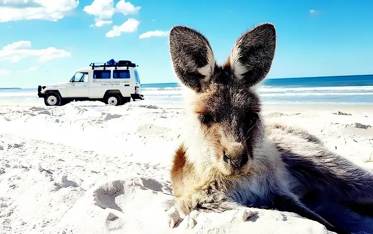 new-kangaroo-1-3-scaled.jpg