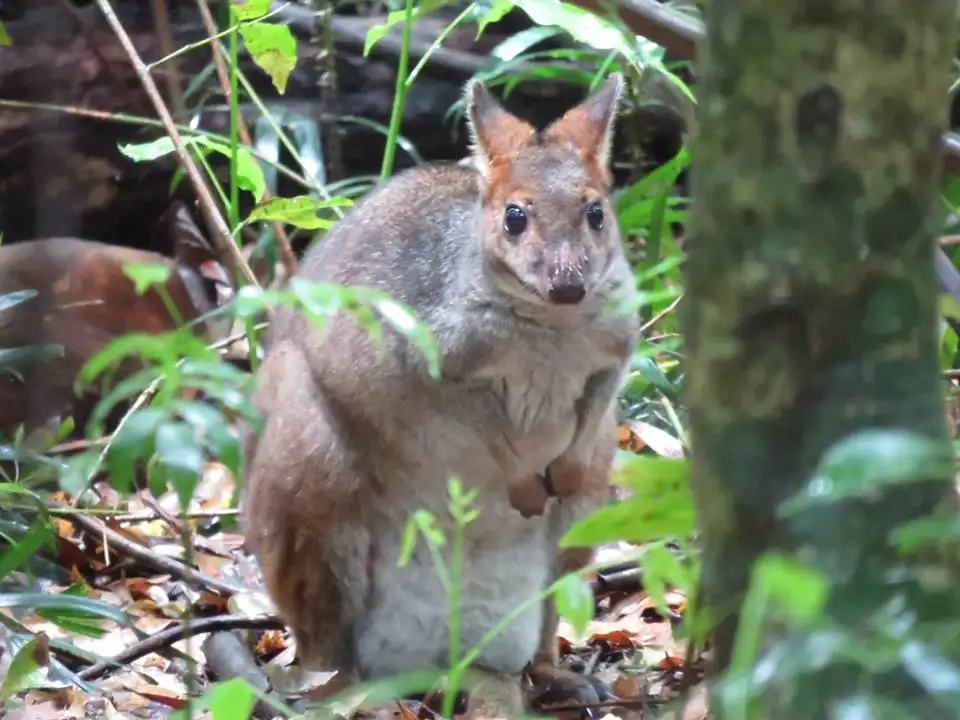 byron bay full day wildlife safari