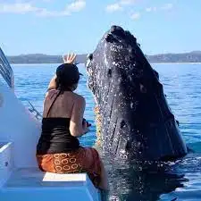 Hervey Bay Whale Watching Cruise