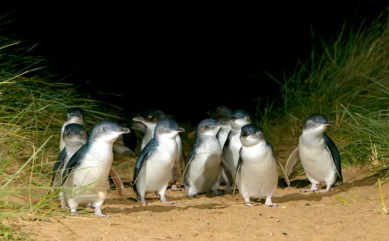 French Island & Phillip Island Day Tour