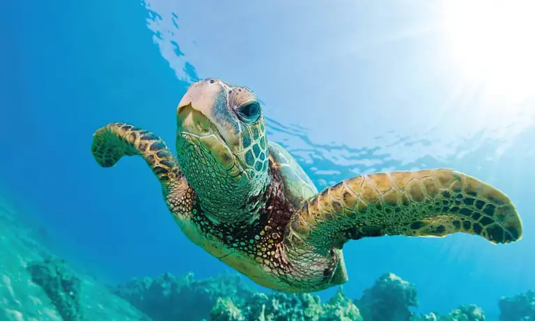 Waikoloa Snorkel Tour