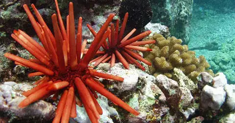 Snorkeling tour
