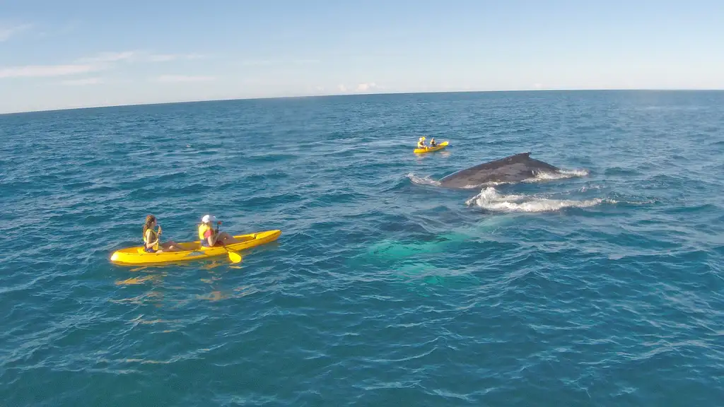 Whale Watching Kayak & Great Beach Drive Adventure | From Rainbow Beach