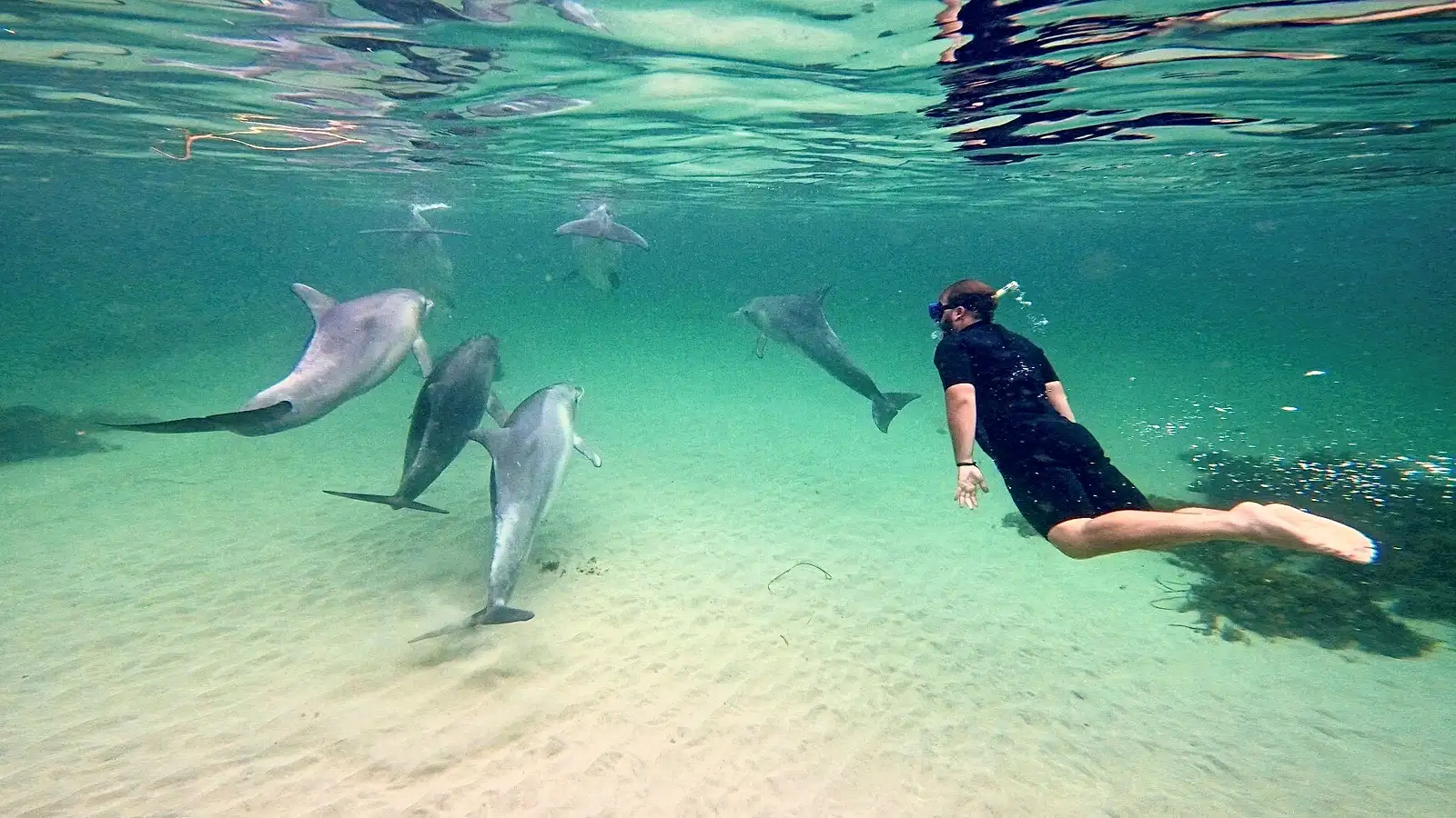 Kangaroo Island Snorkel Tour