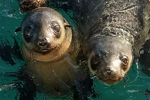 Phillip Island Seal Cruise