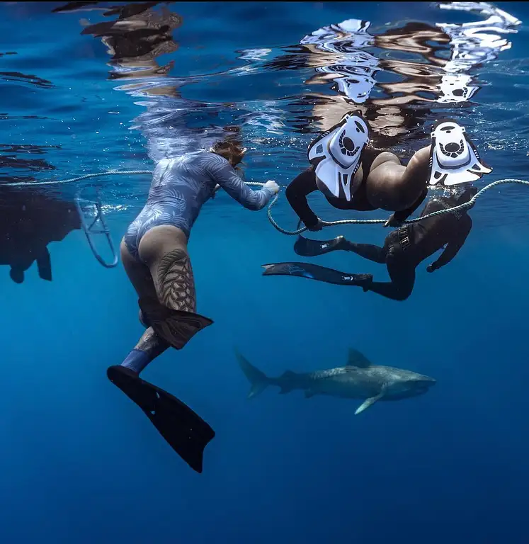 No cage shark dive