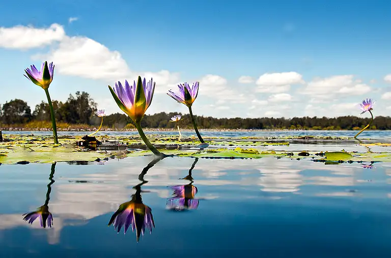 noosa everglades tour