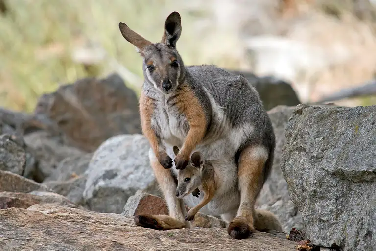 Adelaide tours