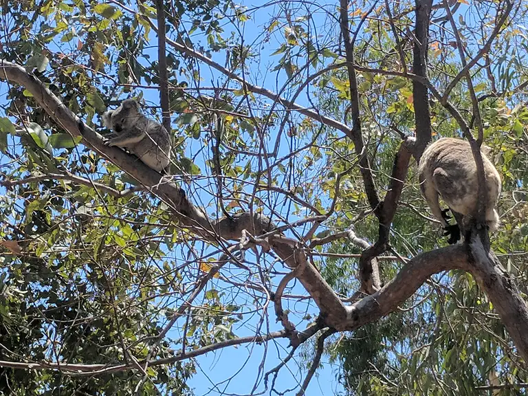 Magnetic Island Tour