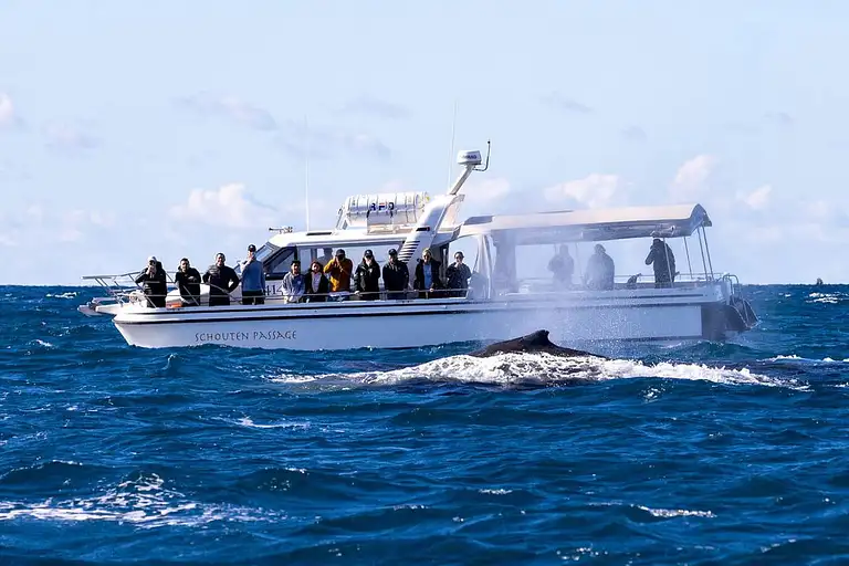 Intimate Sydney Whale Watching Experience